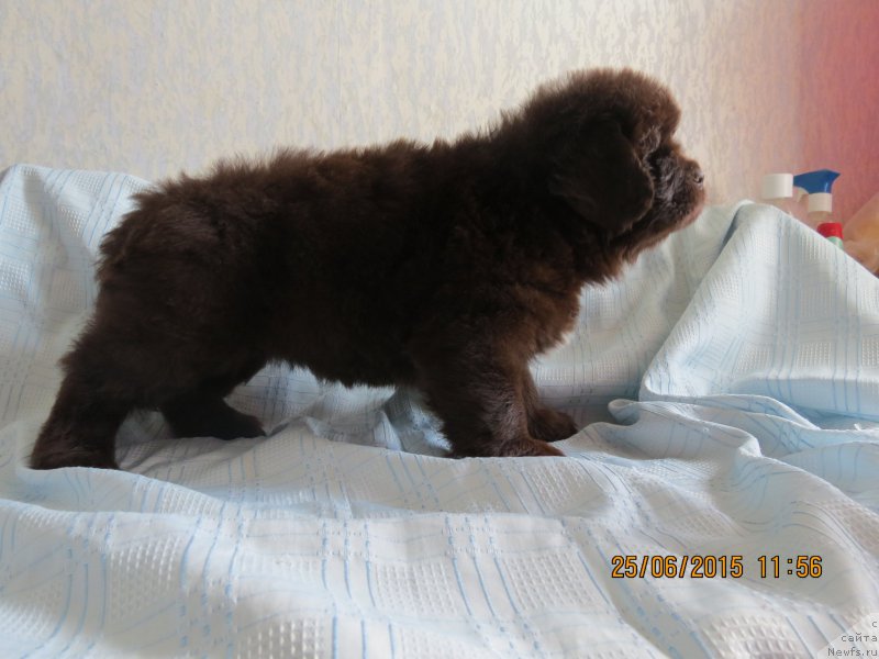 Фото: ньюфаундленд Hit SHeliko Gudi Hot CHokolat (Хит Шелико Гуди Хот Чоколат)