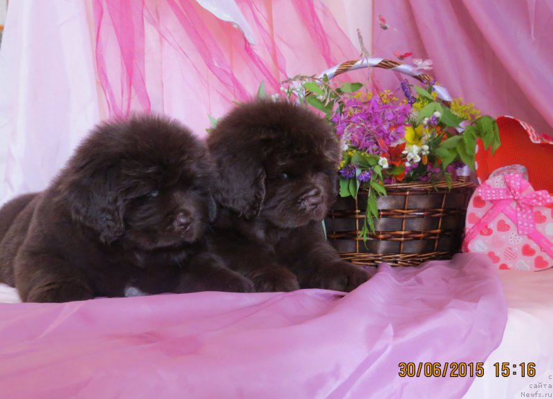 Фото: ньюфаундленд Hit SHeliko Gudi Hot CHokolat (Хит Шелико Гуди Хот Чоколат), ньюфаундленд Hit SHeliko Golden CHerri Braun (Хит Шелико Голден Черри Браун)