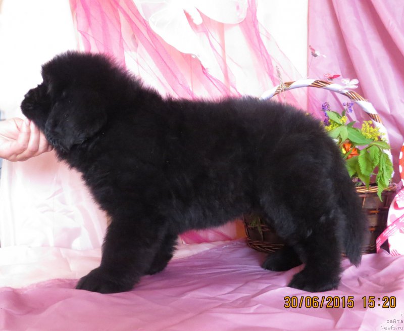 Фото: ньюфаундленд Hit SHeliko Grand CHeroki Blyek (Хит Шелико Гранд Чероки Блэк)