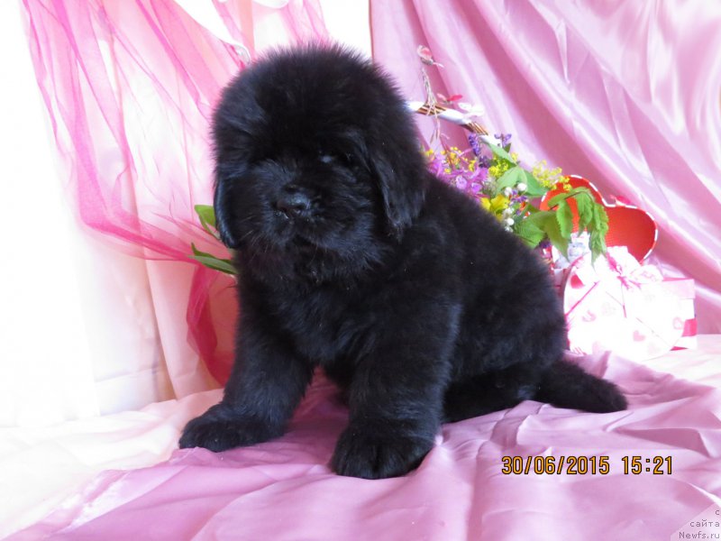 Фото: ньюфаундленд Hit SHeliko Grand CHeroki Blyek (Хит Шелико Гранд Чероки Блэк)