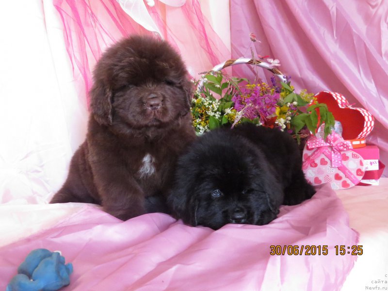 Фото: ньюфаундленд Hit SHeliko Golden CHerri Braun (Хит Шелико Голден Черри Браун), ньюфаундленд Hit SHeliko Grand CHeroki Blyek (Хит Шелико Гранд Чероки Блэк)