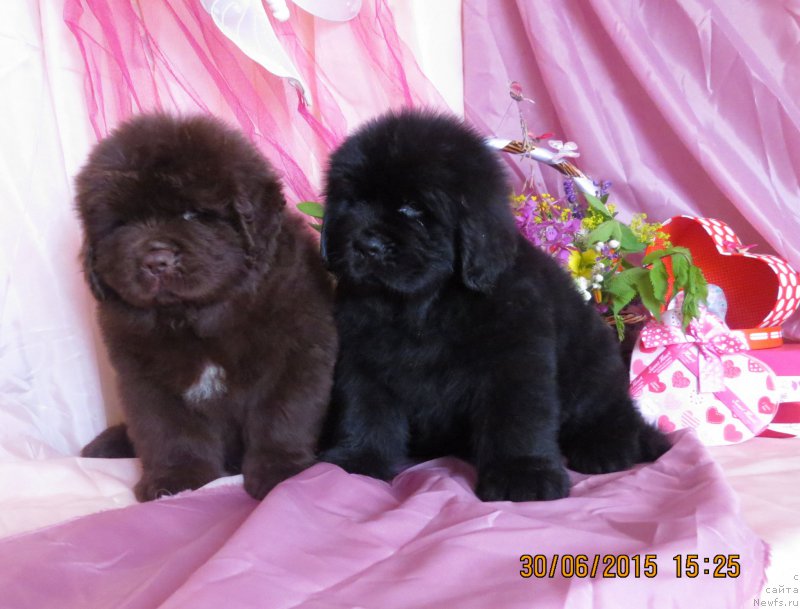 Фото: ньюфаундленд Hit SHeliko Golden CHerri Braun (Хит Шелико Голден Черри Браун), ньюфаундленд Hit SHeliko Grand CHeroki Blyek (Хит Шелико Гранд Чероки Блэк)