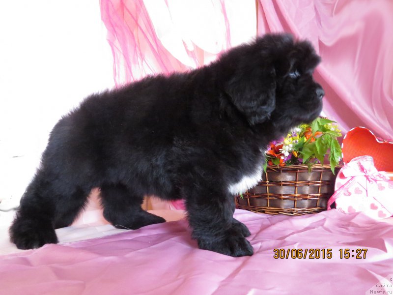 Фото: ньюфаундленд Hit SHeliko Glamurnaya SHtuchka (Хит Шелико Гламурная Штучка)