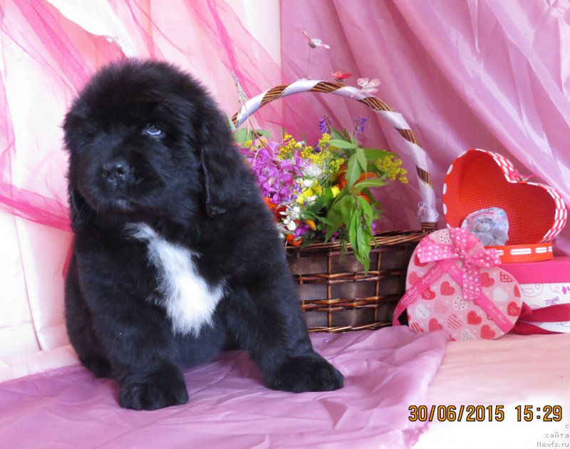 Фото: ньюфаундленд Hit SHeliko Glamurnaya SHtuchka (Хит Шелико Гламурная Штучка)