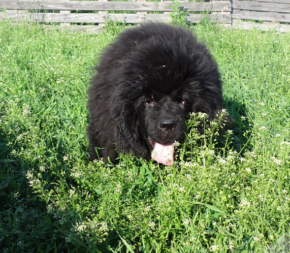 Фотография № 185706