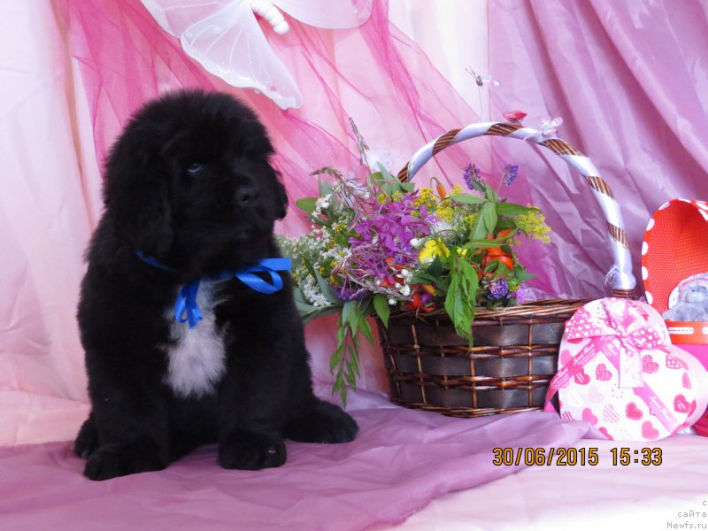 Фото: ньюфаундленд Hit SHeliko Glamurnaya SHtuchka (Хит Шелико Гламурная Штучка)