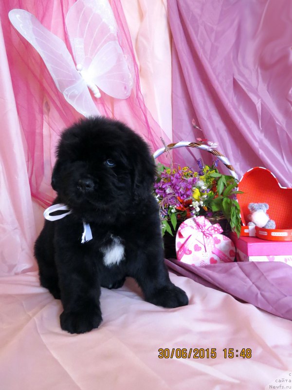 Фото: ньюфаундленд Hit SHeliko Gerl fo Hyeppiens (Хит Шелико Герл фо Хэппиенс)