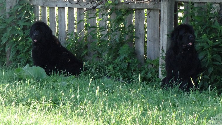 Фото: ньюфаундленд Njufort Natali (Ньюфорт Натали), ньюфаундленд N'yufort Carica Nochi (Ньюфорт Царица Ночи)
