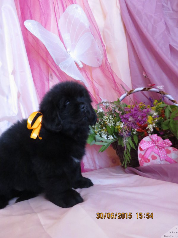 Фото: ньюфаундленд Hit SHeliko Garmoniya Dushi (Хит Шелико Гармония Души)