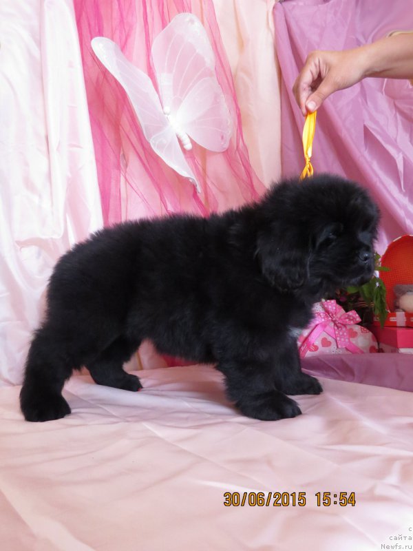 Фото: ньюфаундленд Hit SHeliko Garmoniya Dushi (Хит Шелико Гармония Души)