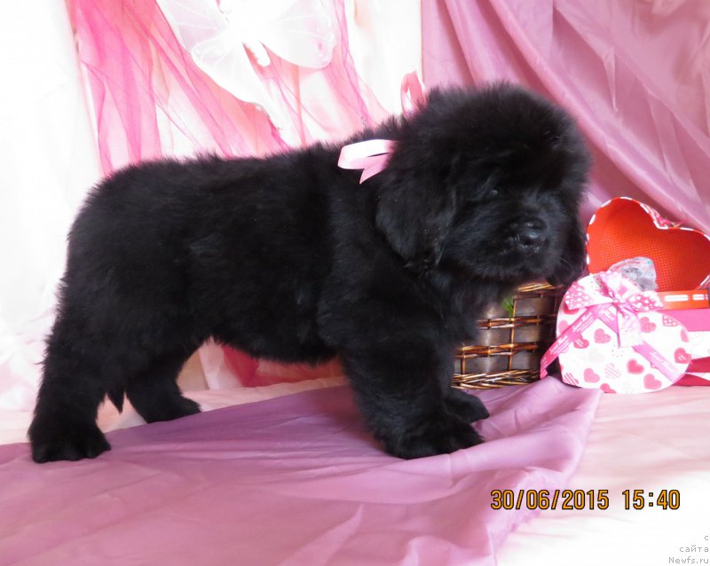 Фото: ньюфаундленд Hit SHeliko Gyelyeksi Star (Хит Шелико Гэлэкси Стар)