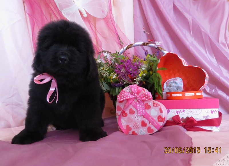 Фото: ньюфаундленд Hit SHeliko Gyelyeksi Star (Хит Шелико Гэлэкси Стар)