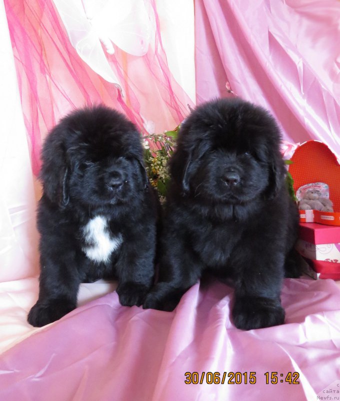 Фото: ньюфаундленд Hit SHeliko Glamurnaya SHtuchka (Хит Шелико Гламурная Штучка), ньюфаундленд Hit SHeliko Gyelyeksi Star (Хит Шелико Гэлэкси Стар)