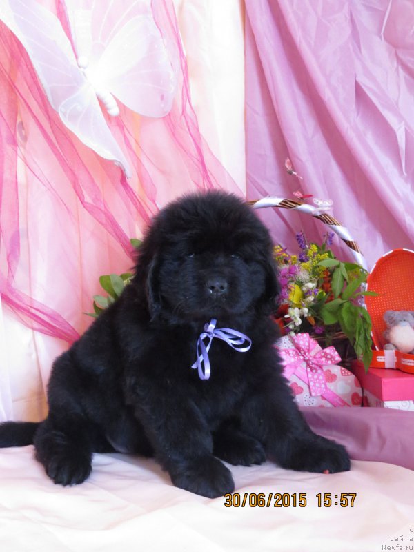 Фото: ньюфаундленд Hit SHeliko Greytsful Gem (Хит Шелико Грейтсфул Гем)