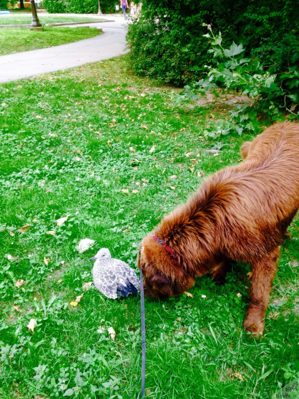 Фото: ньюфаундленд Brownblood MSK Happy Teddy (Браунблад МСК Хэппи Тедди)