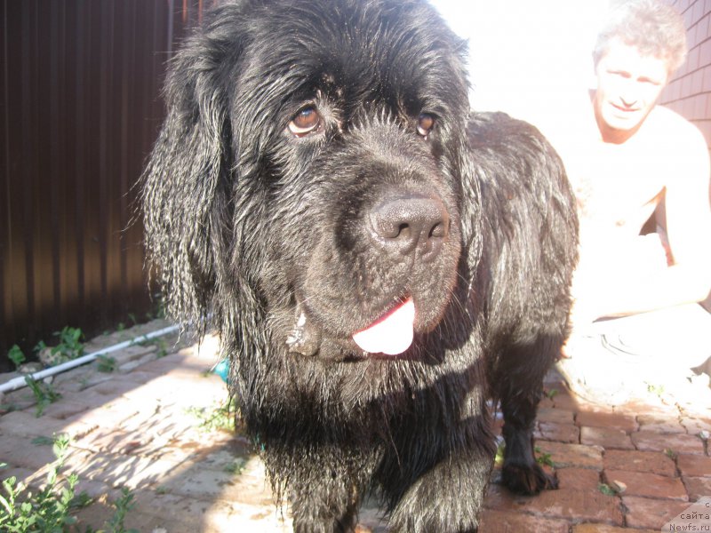 Фото: ньюфаундленд N'yufort CHernyiy SHokolad (Ньюфорт Черный Шоколад)