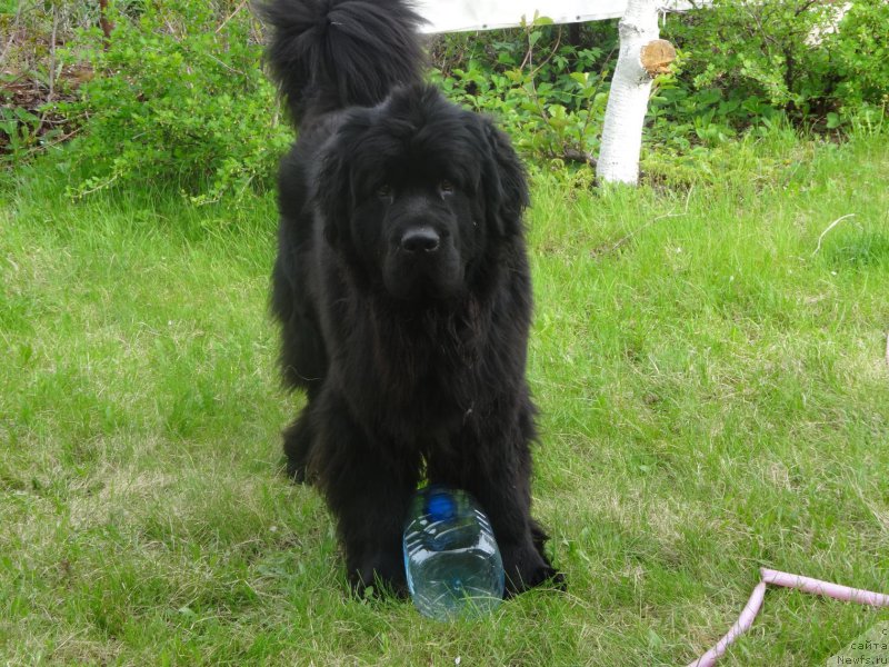 Фотография № 185732