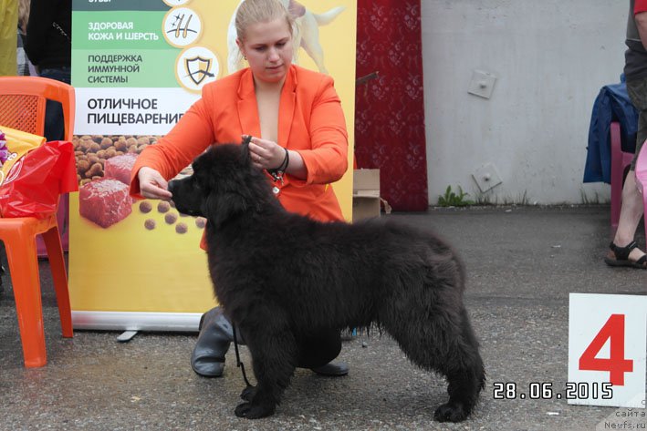 Фото: ньюфаундленд Don s Berega Dona (Дон с Берега Дона)