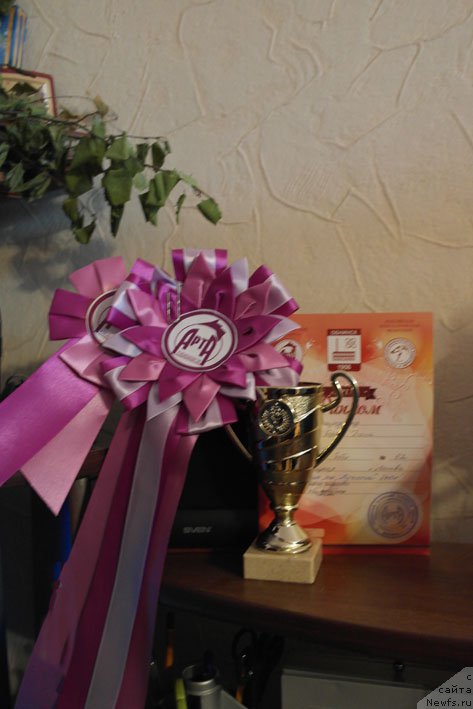 Фото: ньюфаундленд Don s Berega Dona (Дон с Берега Дона)