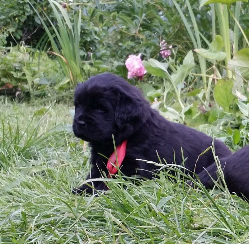 Фото: дети Джаза и Туси