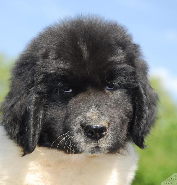 Фото: ньюфаундленд Pchiolkin Dom Begonia (Пчёлкин Дом Бегония)