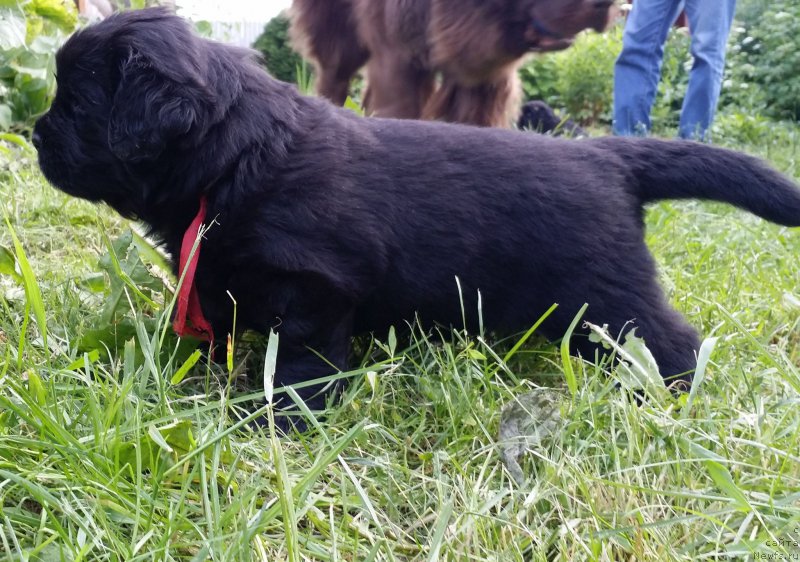 Фото: Дети Джаза и Туси 4 недели