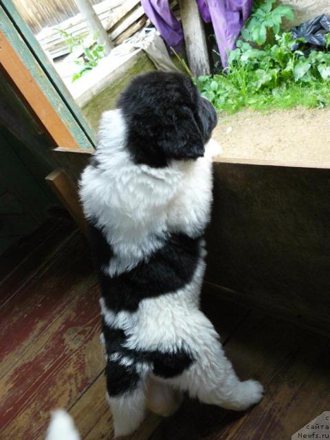 Фото: ньюфаундленд Pchyolkin Dom Bagira (Пчёлкин Дом Багира)