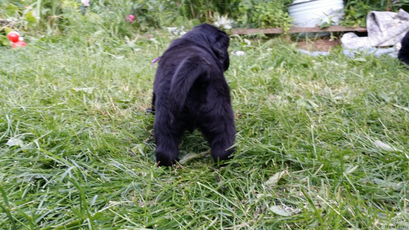 Фото: Дети ДЖаза и Туси 4 недели