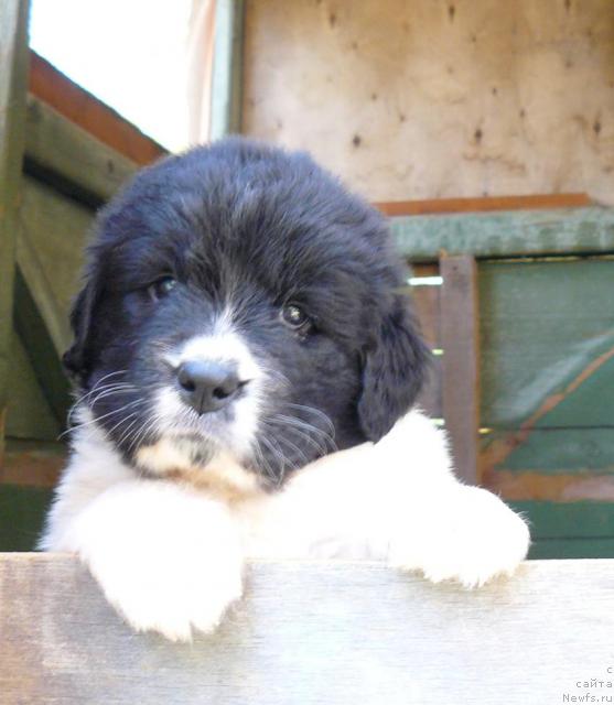 Фото: ньюфаундленд Pchyolkin Dom Bagira (Пчёлкин Дом Багира)