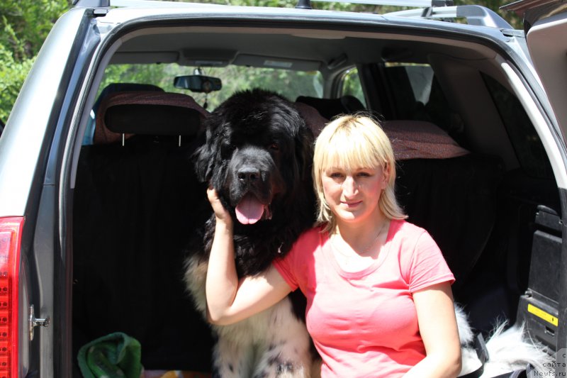 Фото: ньюфаундленд Plushevaya Panda Ferrero Rond Noir (Плюшевая Панда Ферреро Ронд Нуар)