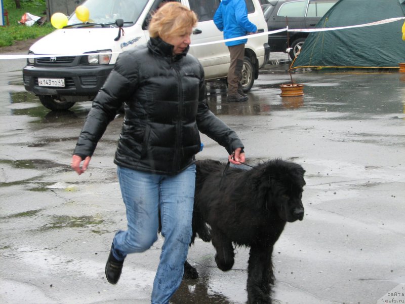 Фото: ньюфаундленд J'avellawinner Maria iz Volotova