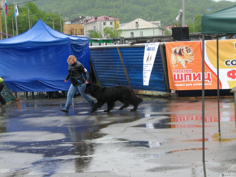 Фото: ньюфаундленд J'avellawinner Maria iz Volotova