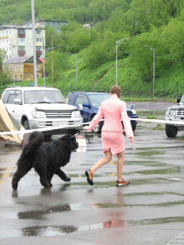 Фото: ньюфаундленд Sent Djons Zona of Fayer (Сент Джонс Зона оф Файер)