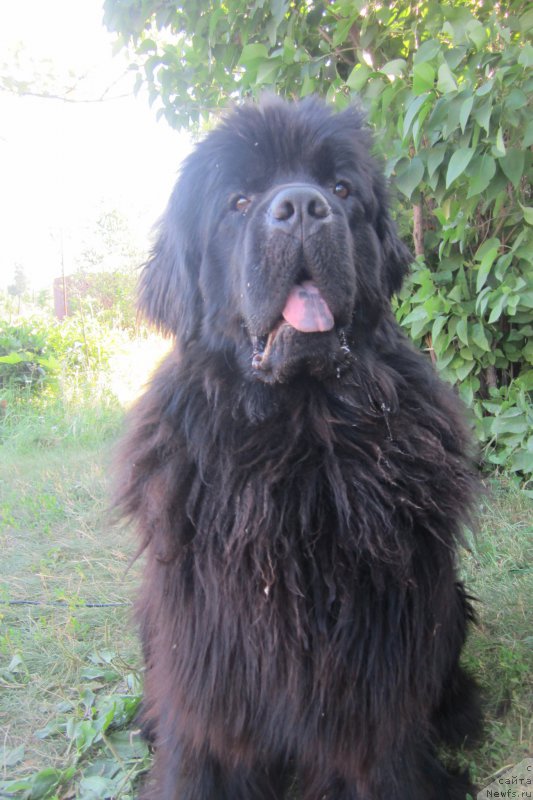 Фото: ньюфаундленд Super Premium Porshe (Супер Премиум Порше)