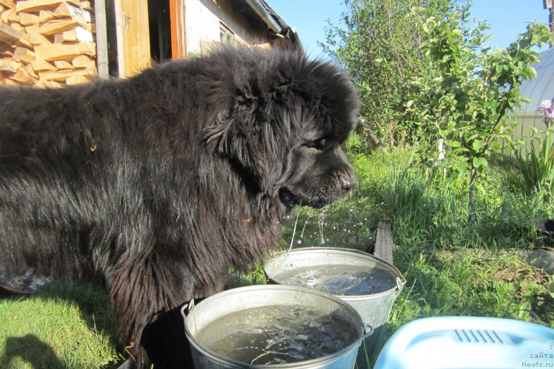 Фото: ньюфаундленд Super Premium Porshe (Супер Премиум Порше)