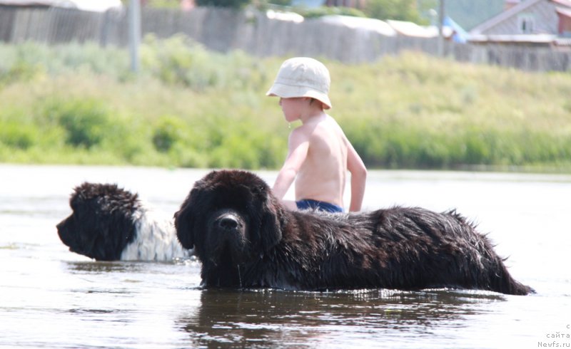 Фото: ньюфаундленд Akvian Song Lars Berger (Аквиан Сонг Ларс Бергер)