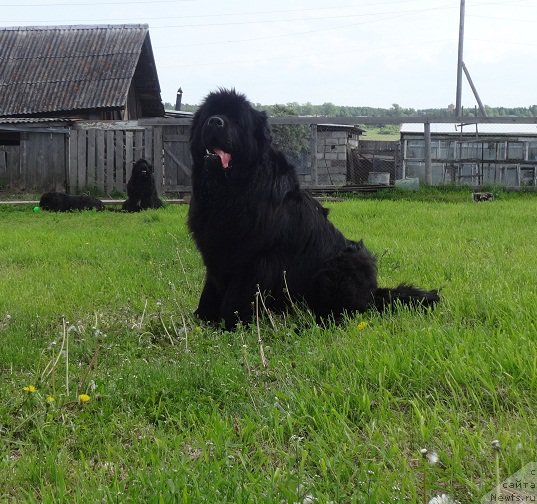 Фото: ньюфаундленд N'yufort Carica Nochi (Ньюфорт Царица Ночи)