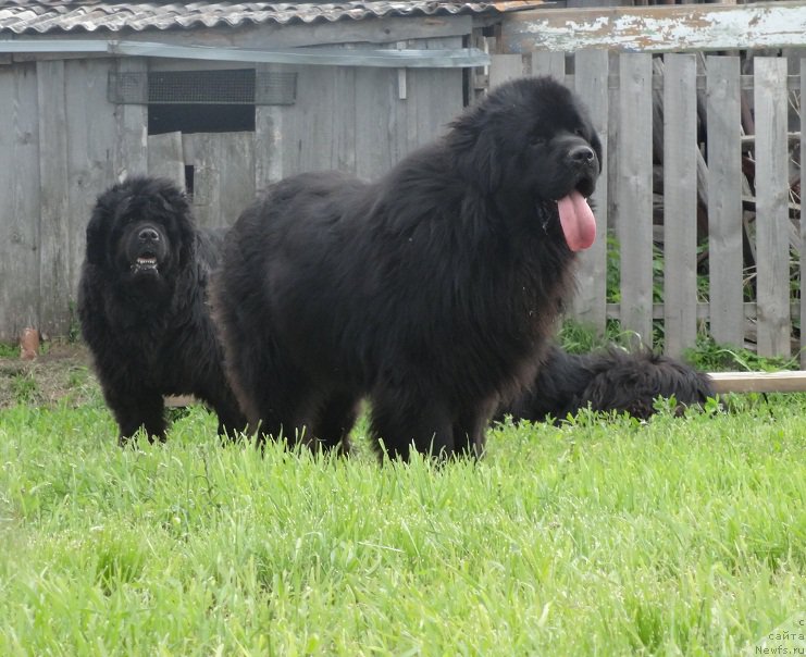 Фото: ньюфаундленд Akvatoriya Kelvin Adrenalin Braun (Акватория Келвин Адреналин Браун), ньюфаундленд Severtan Rojdennaya Legendoy (Севертан Рожденная Легендой)