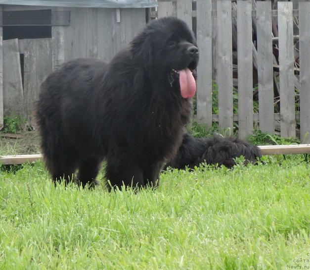 Фото: ньюфаундленд Akvatoriya Kelvin Adrenalin Braun (Акватория Келвин Адреналин Браун)