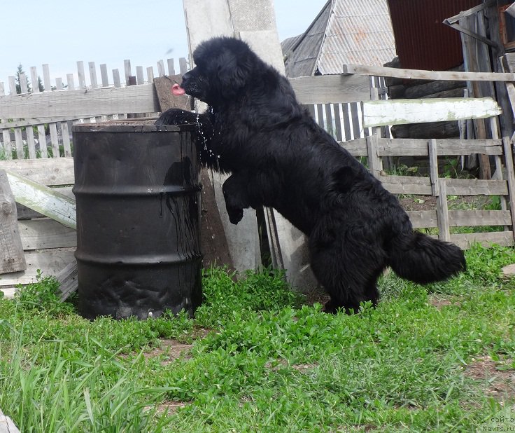 Фото: ньюфаундленд N'yufort Carica Nochi (Ньюфорт Царица Ночи)
