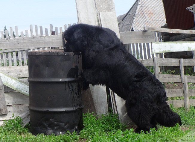 Фото: ньюфаундленд N'yufort Carica Nochi (Ньюфорт Царица Ночи)
