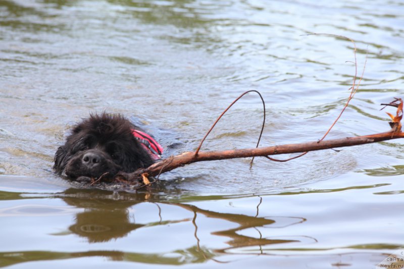 Фото: ньюфаундленд Very Fairweathers X'Got The Rhythm