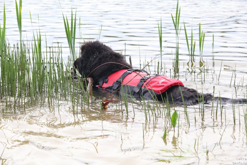 Фото: ньюфаундленд Very Fairweathers X'Got The Rhythm