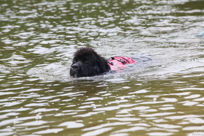 Фото: ньюфаундленд Very Fairweathers X'Got The Rhythm