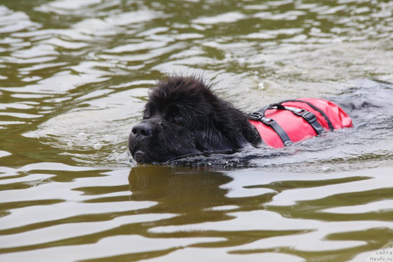 Фото: ньюфаундленд Very Fairweathers X'Got The Rhythm