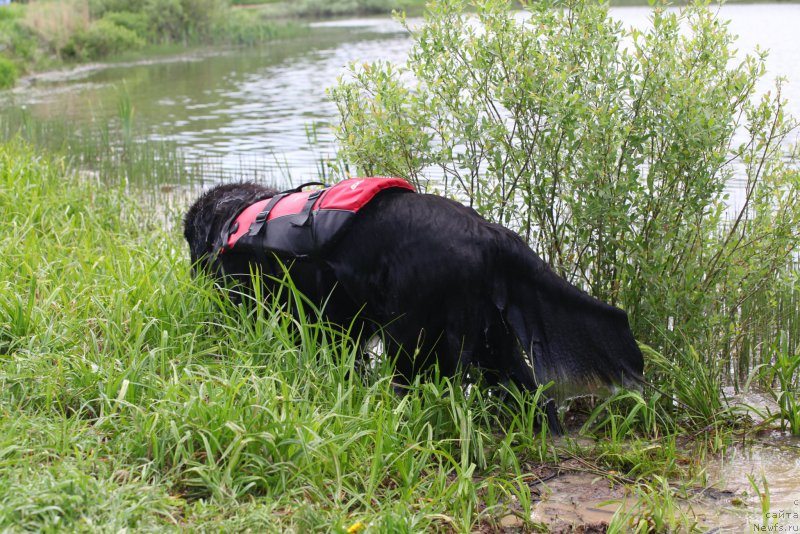 Фото: ньюфаундленд Very Fairweathers X'Got The Rhythm