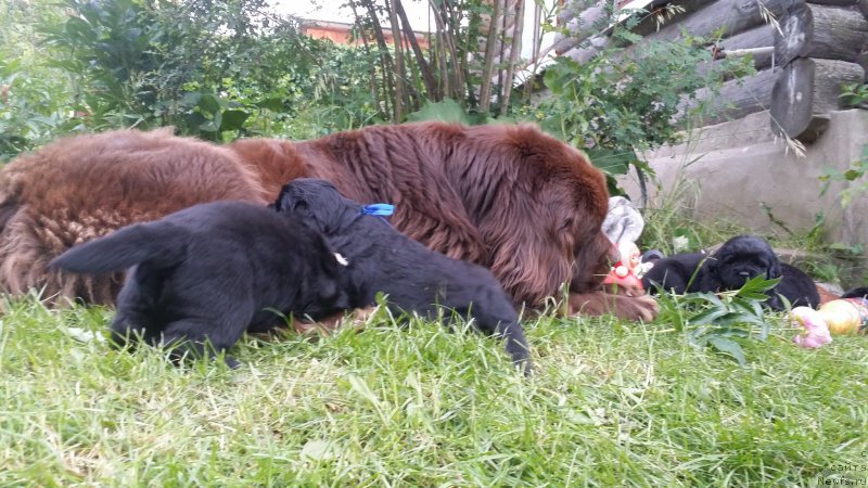 Фото: Туся с детьми Джаза (4 недели )