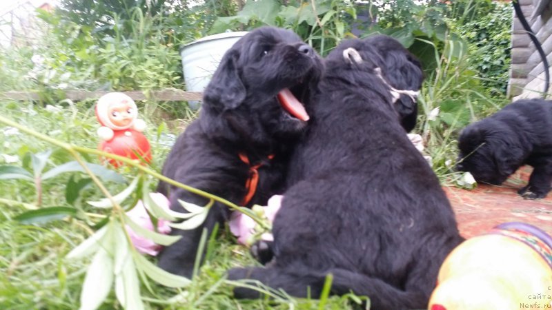 Фото: Дети Джаза и Туси 4 недели