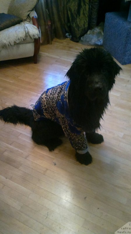 Фотография № 185831