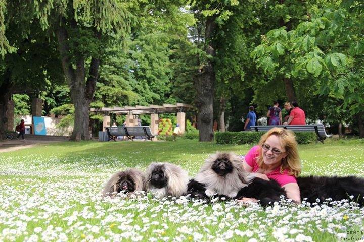 Фото: ньюфаундленд Smigar Legenda Vesny (Смигар Легенда Весны), Larisa Basharova (Лариса Башарова), и сопровождающие их пекинесы!